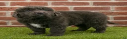 Newfoundland dogs for sale: Chester - Ad 4