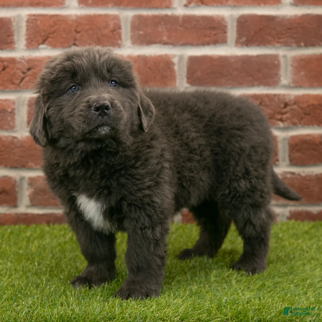Newfoundland dogs for sale: Chester - Ad 4