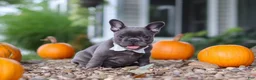 French Bulldog dogs for sale: Haven - Ad 4