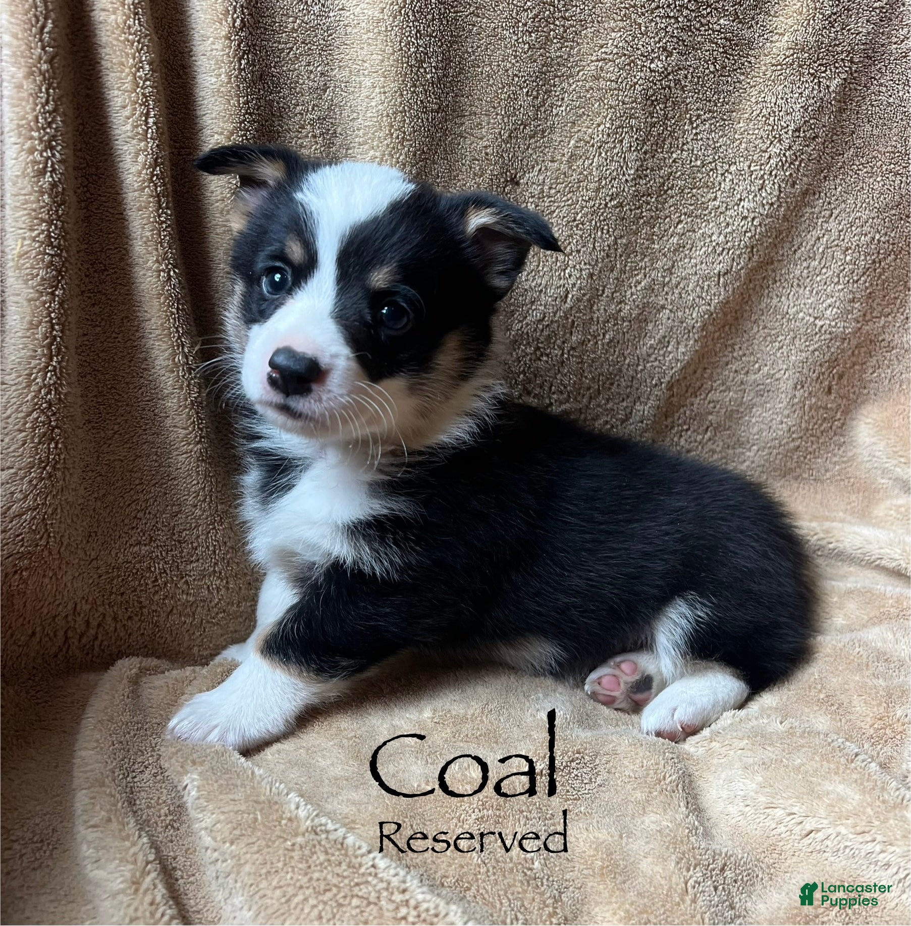 Welsh Corgi Pembroke dogs Coal - Ad 2