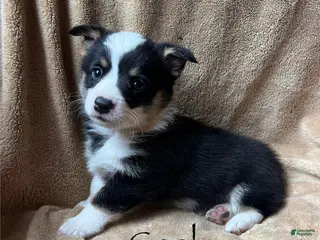 Welsh Corgi Pembroke dogs Coal - Ad 2