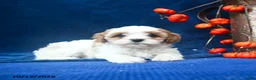 Cavapoo dogs for sale: Jazellele - Ad 3