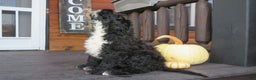 Portuguese Water Dog dogs for sale: Cody - Ad 5