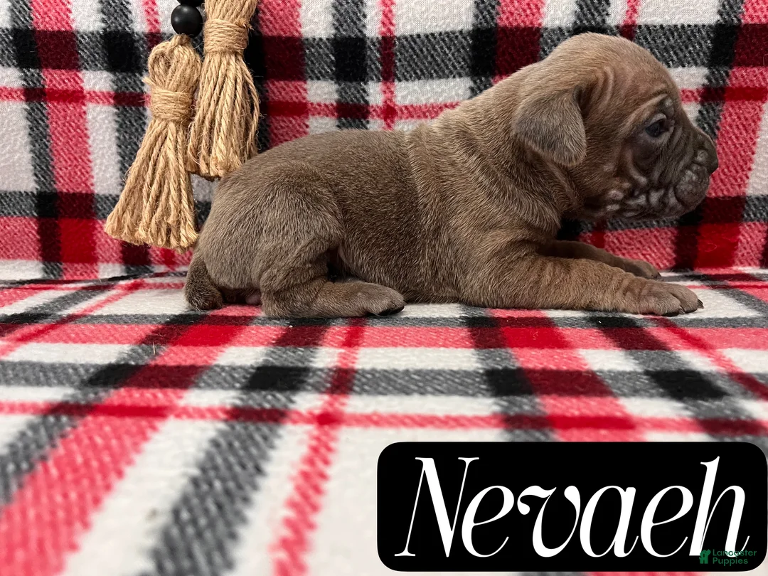 Cane Corso dogs for sale: Nikki - Ad 33