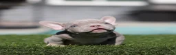 American Bully dogs for sale: American Bully 1 - Ad 2