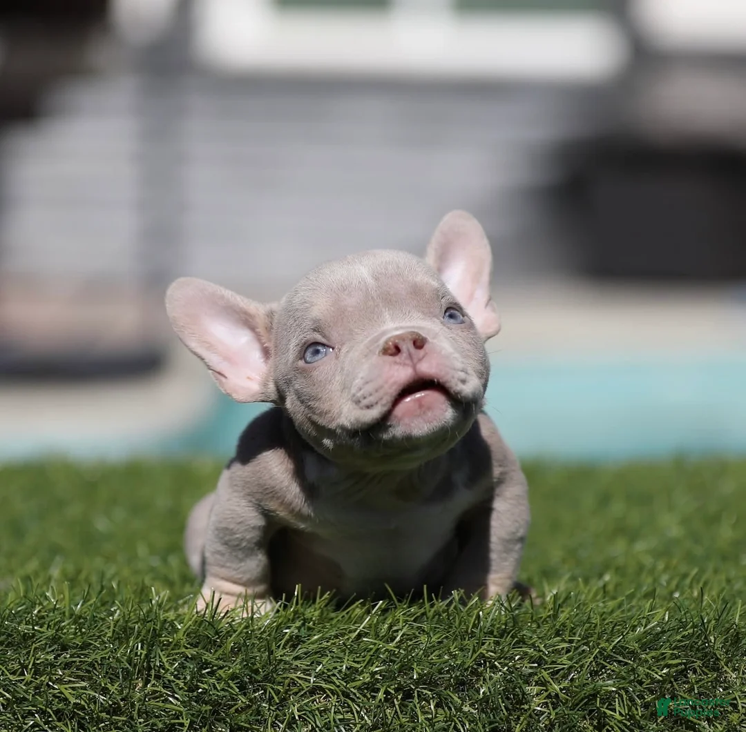 American Bully dogs for sale: American Bully 1 - Ad 2