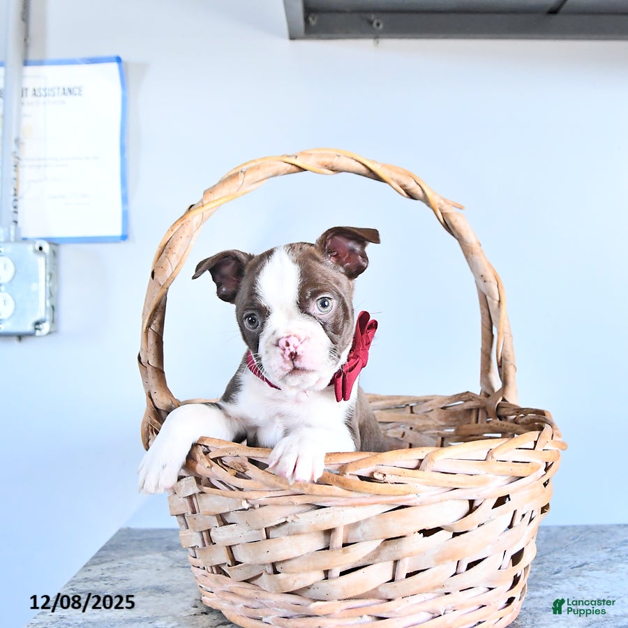 Boston Terrier dogs Archie - Ad 1