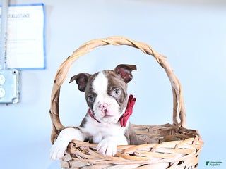 Boston Terrier dogs Archie - Ad 37