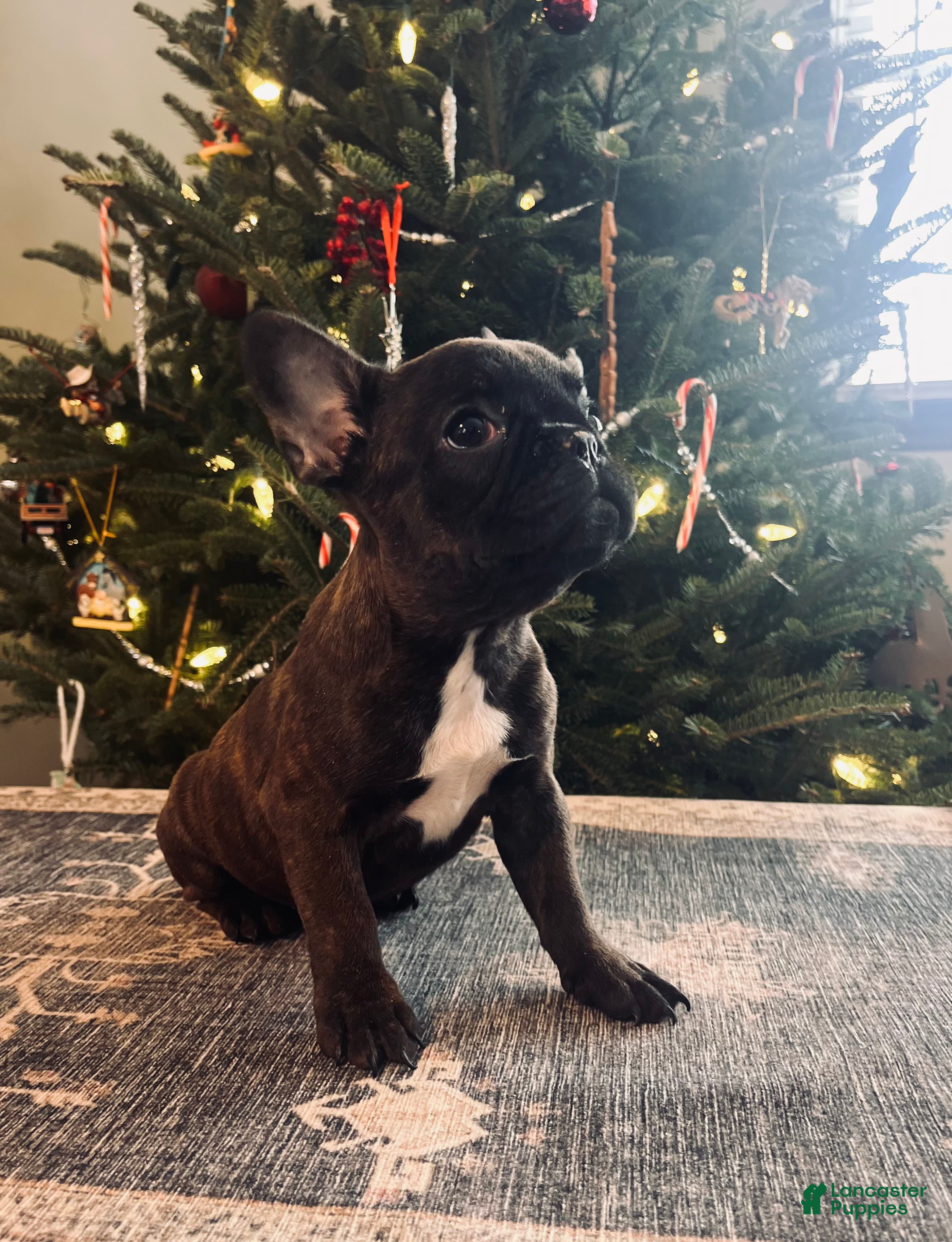 French Bulldog dogs Turtle - Ad 25