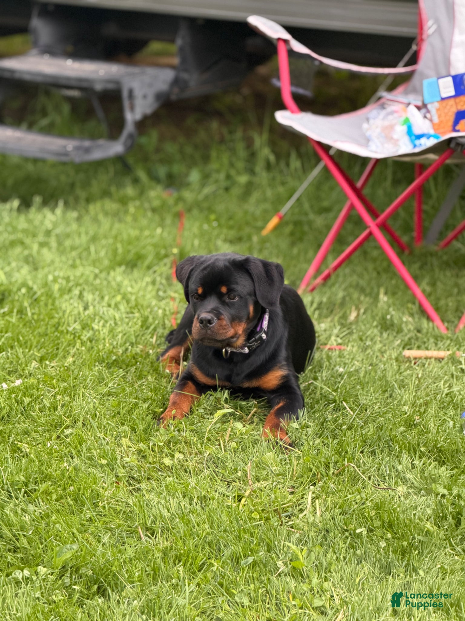 Rottweiler dogs Rottweiler Puppy 1 - Ad 2
