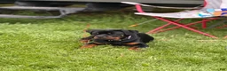 Rottweiler dogs for sale: Rottweiler Puppy 1 - Ad 2