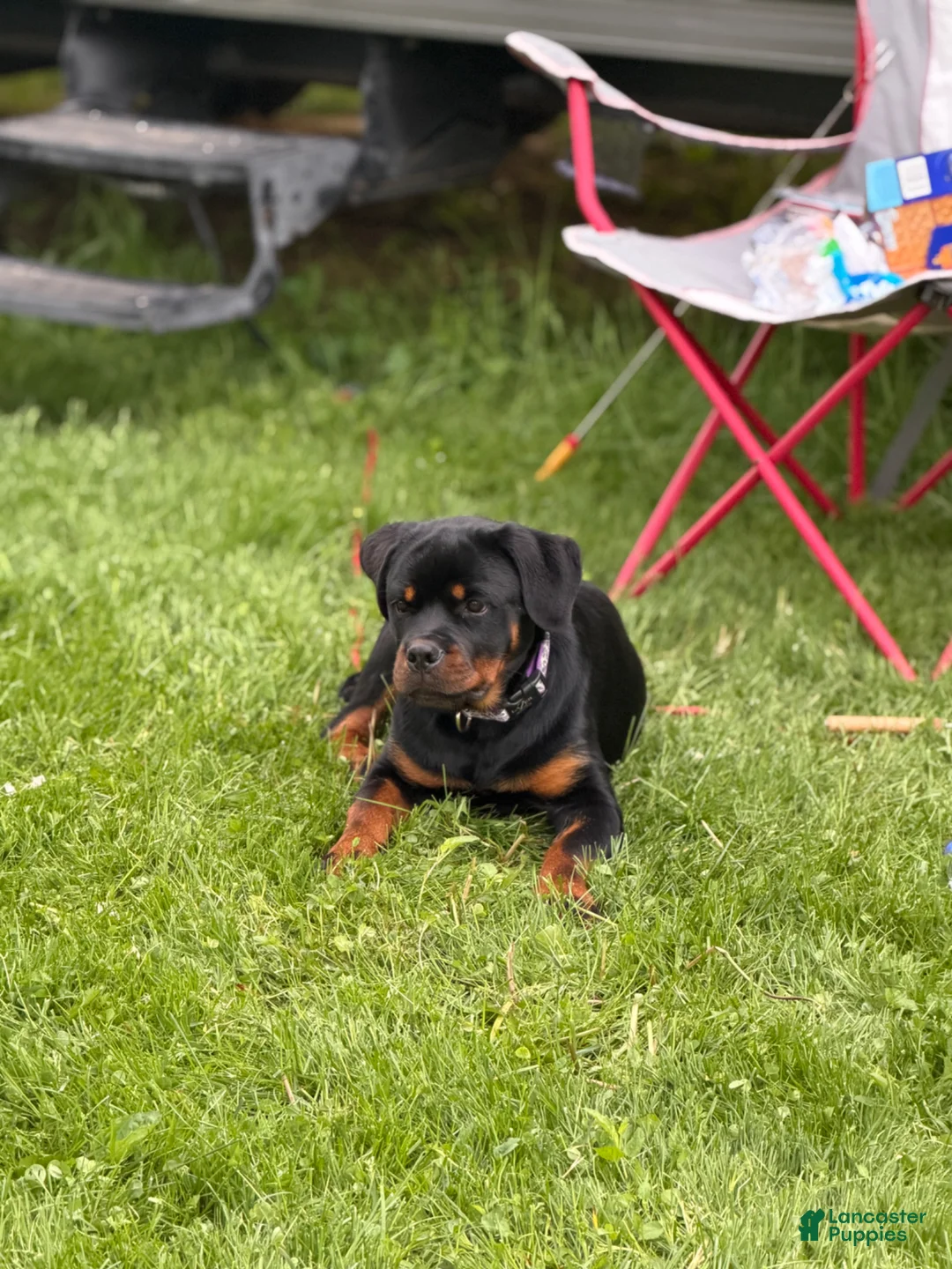 Rottweiler dogs for sale: Rottweiler Puppy 1 - Ad 2