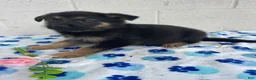 German Shepherd dogs for sale: Sadie - Ad 2