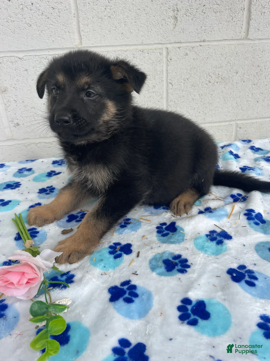 German Shepherd dogs for sale: Sadie - Ad 2