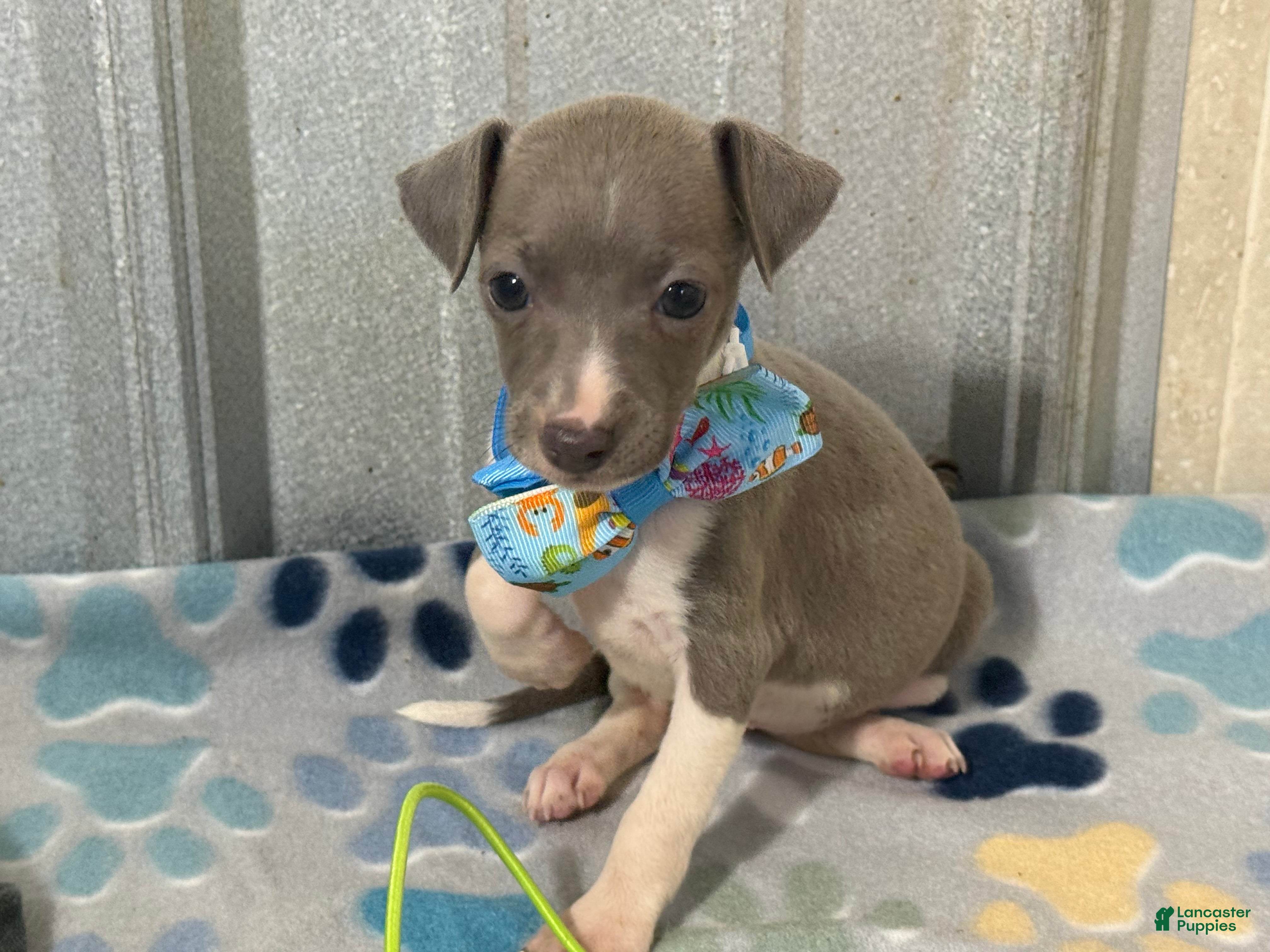 Italian Greyhound dogs Dovie - Ad 1
