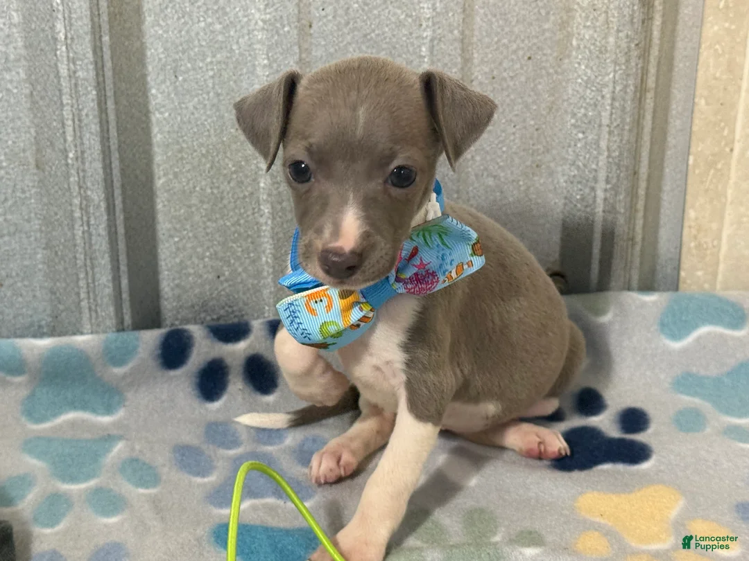 Italian Greyhound dogs for sale: Dovie - Ad 1
