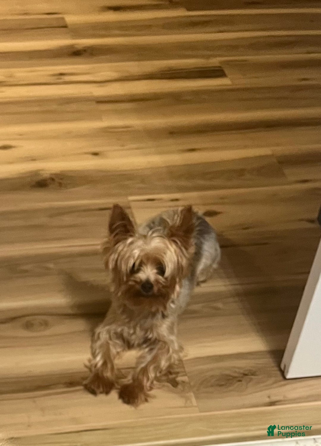 Yorkshire Terrier dogs for sale: Yorkshire Terrier Puppy 1 - Ad 2