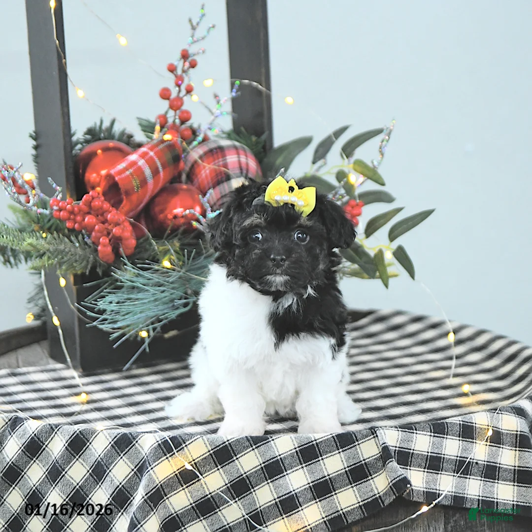 Havapoo dogs for sale: Ember - Ad 7