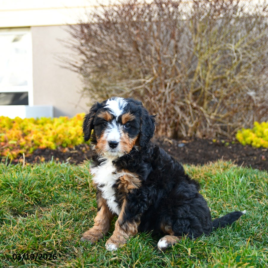 Mini Bernedoodle dogs Dynamo - Ad 2