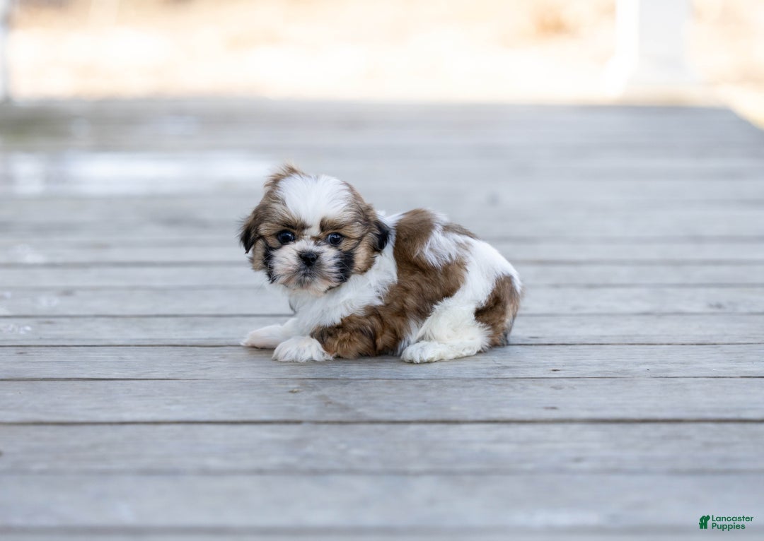 Shih Tzu dogs for sale: Timmy - Ad 3