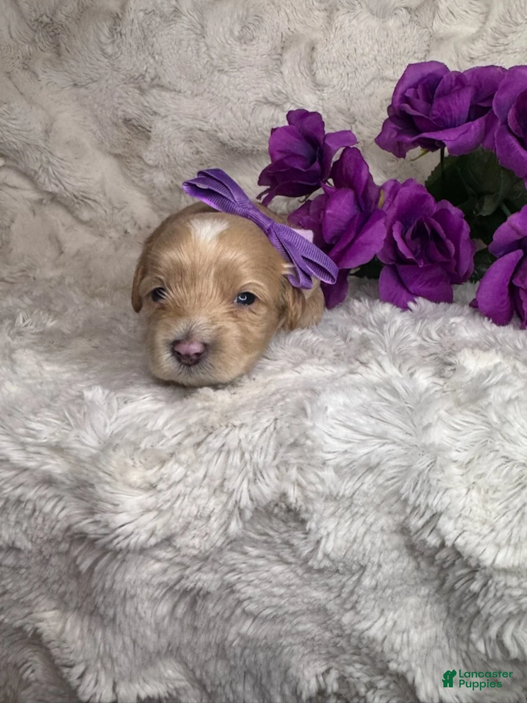 Maltipoo dogs for sale: Cheska - Ad 3
