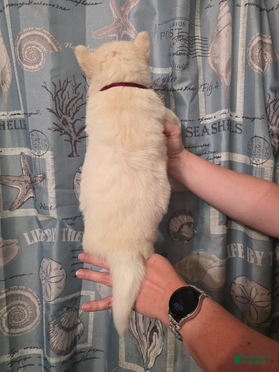 Siberian Husky dogs for sale: Red - Ad 2