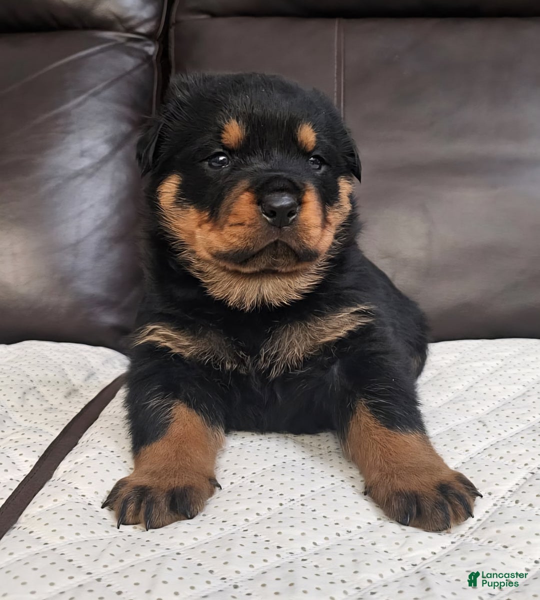 Rottweiler dogs for sale: Rottweiler Puppy 1 Black Male - Ad 2