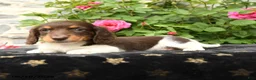 Miniature Dachshund dogs for sale: Sweetheart - Ad 3