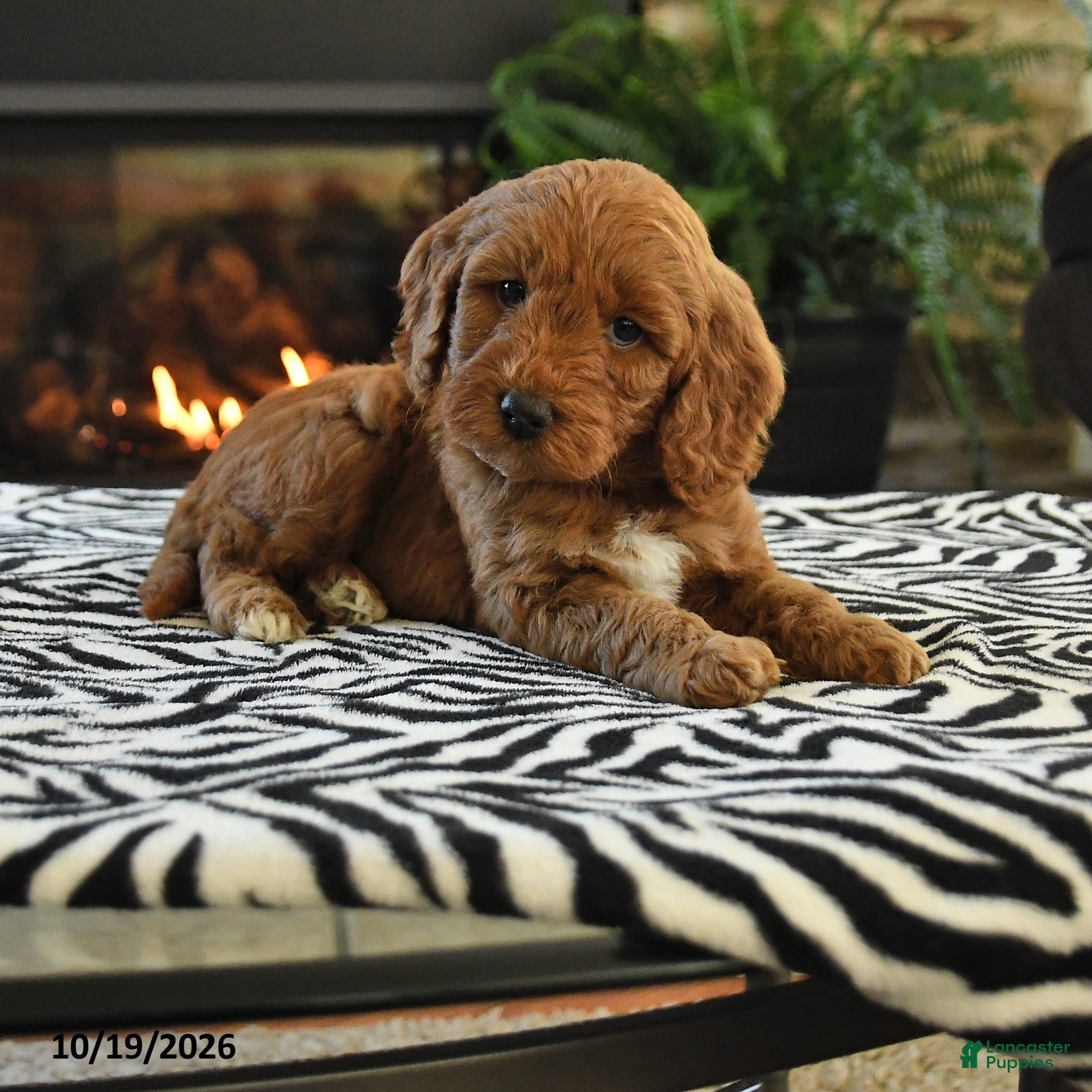 Mini Goldendoodle dogs Laverne - Ad 1