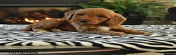 Mini Goldendoodle dogs for sale: Laverne - Ad 1