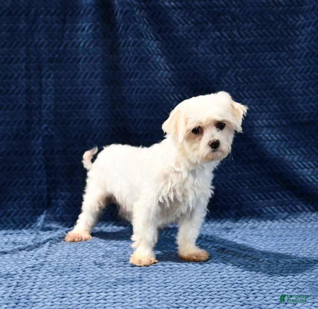 Maltese dogs for sale: Muffin - Ad 6
