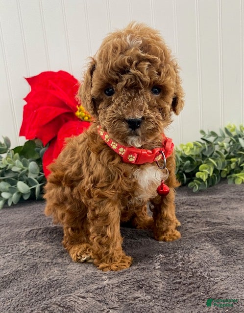 Toy Poodle dogs Jasper - Ad 1