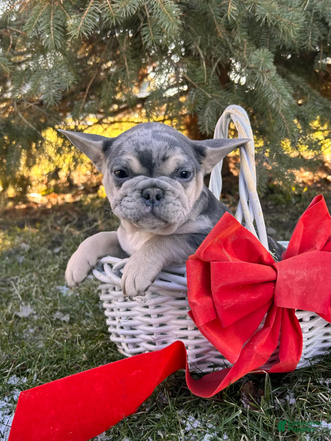 French Bulldog dogs for sale: Frankie - Ad 4