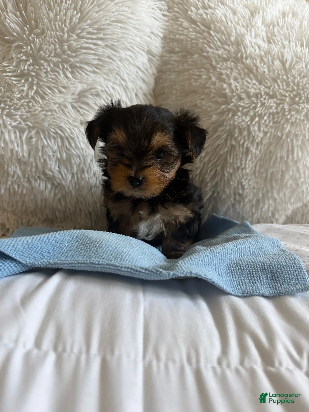 Yorkshire Terrier dogs for sale: Benny - Ad 2