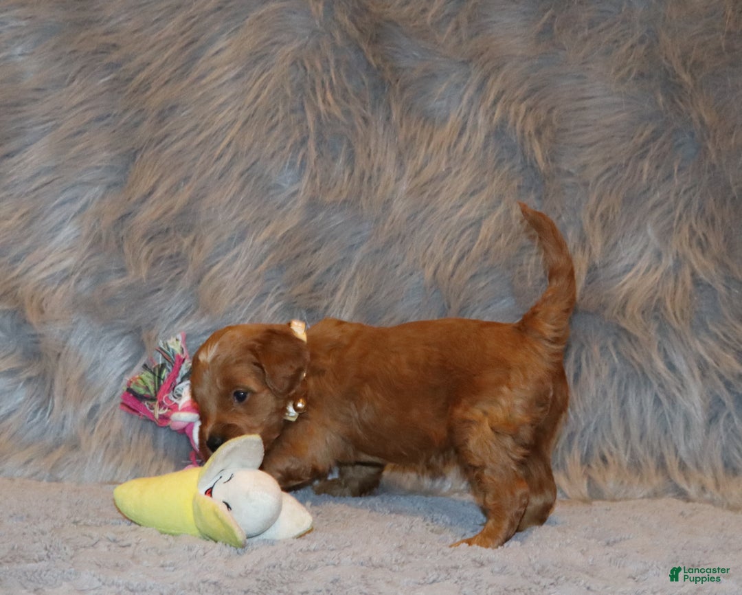 Mini Goldendoodle dogs for sale: Whitney 🌷👨‍👨‍👧‍👦💞🐕 - Ad 7