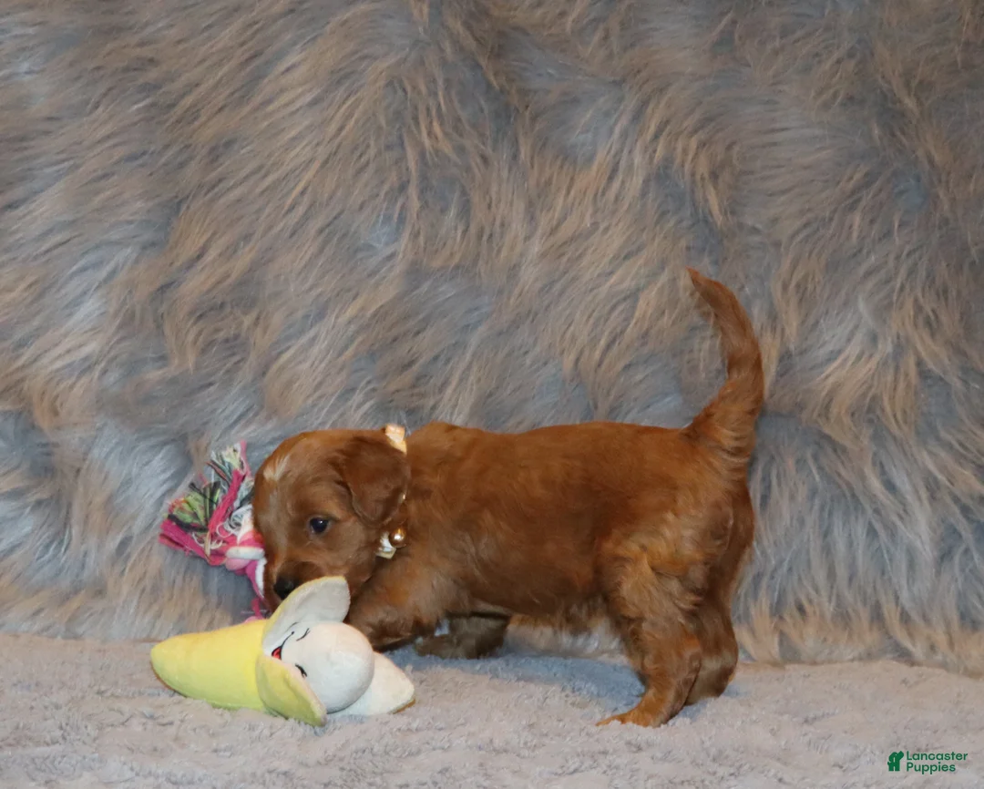 Mini Goldendoodle dogs for sale: Whitney 🌷 Genetic Clear Parents - Ad 7