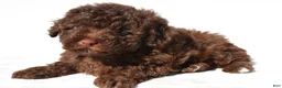 Miniature Poodle dogs for sale: Sophie - Ad 6