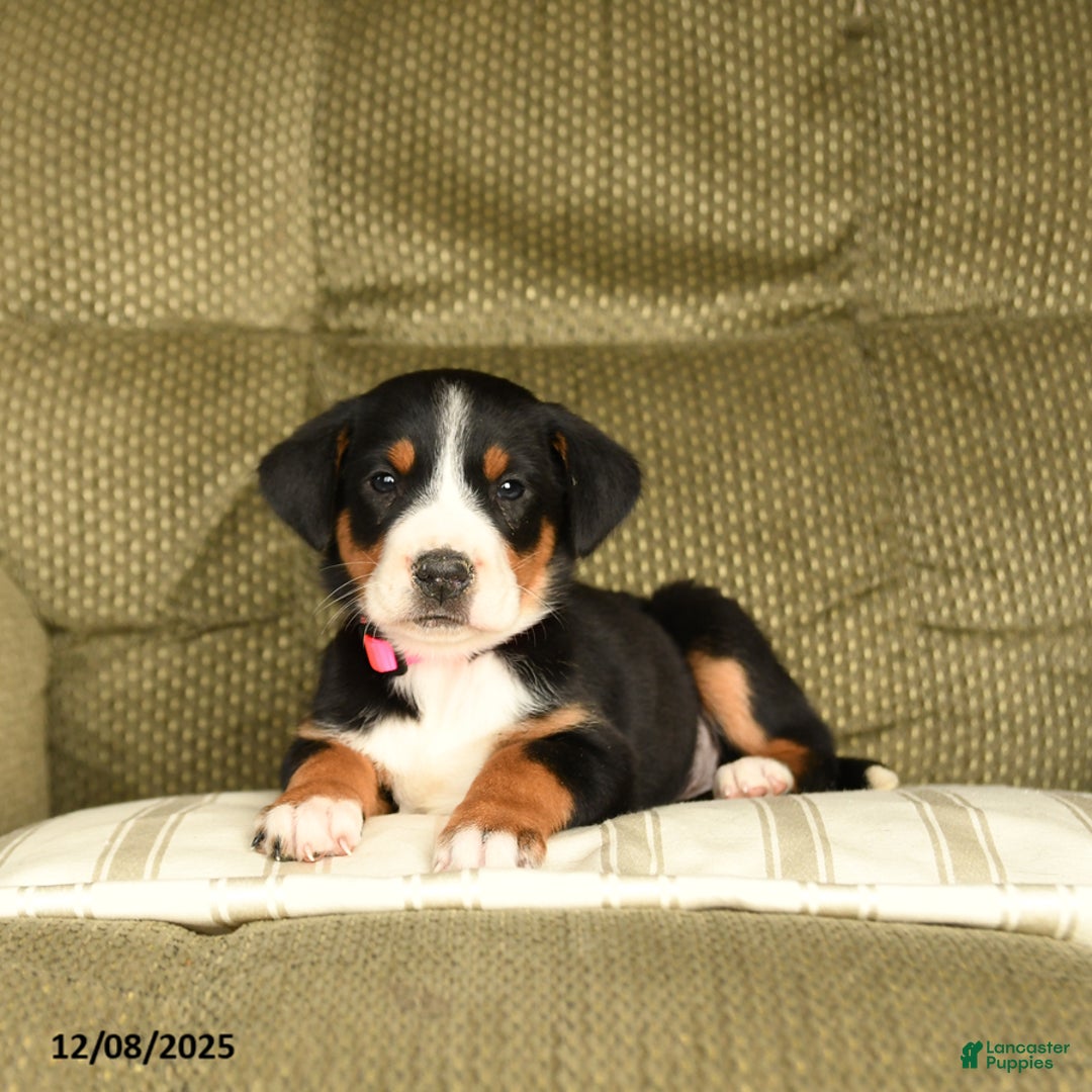 Greater Swiss Mountain Dog dogs for sale: Roxy - Ad 2