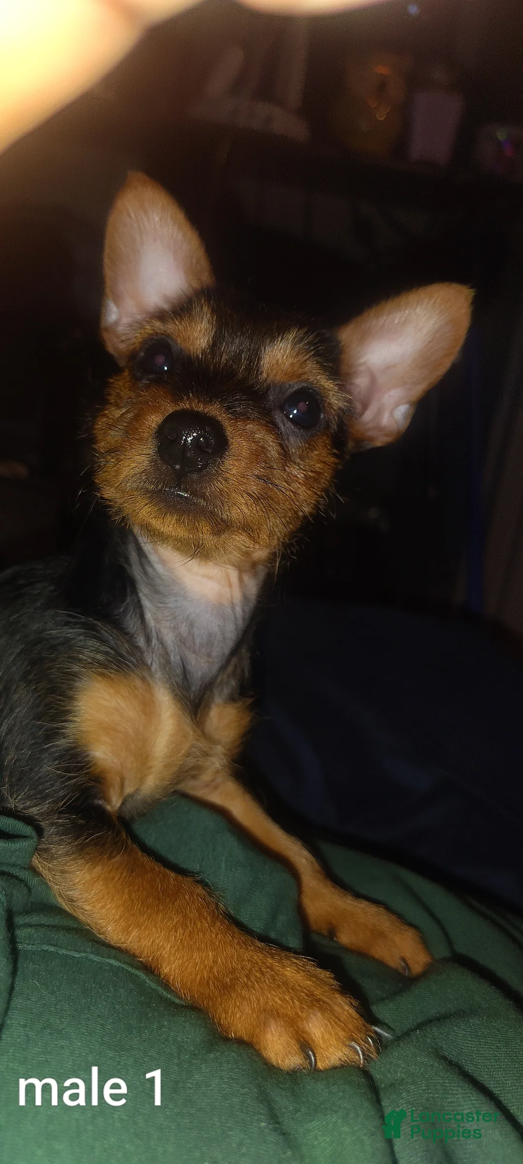 Yorkshire Terrier dogs for sale: Yorkshire Terrier 1 - Ad 1