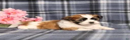 Teddy Bear dogs for sale: BJ's Rita - Ad 4