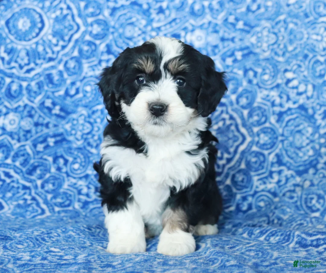 Gallery Image {{count}}