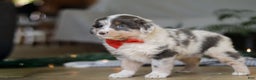 Miniature Australian Shepherd dogs for sale: Lilly - Ad 6