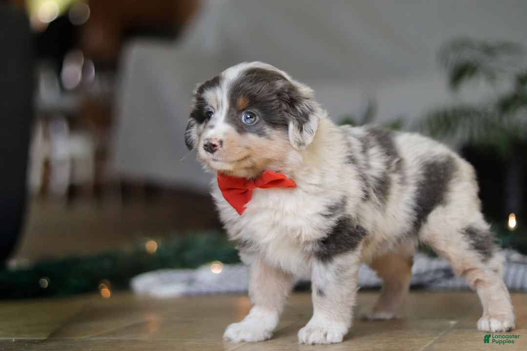 Miniature Australian Shepherd dogs for sale: Lilly - Ad 6