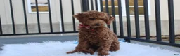 Toy Poodle dogs for sale: Patrick - Ad 2