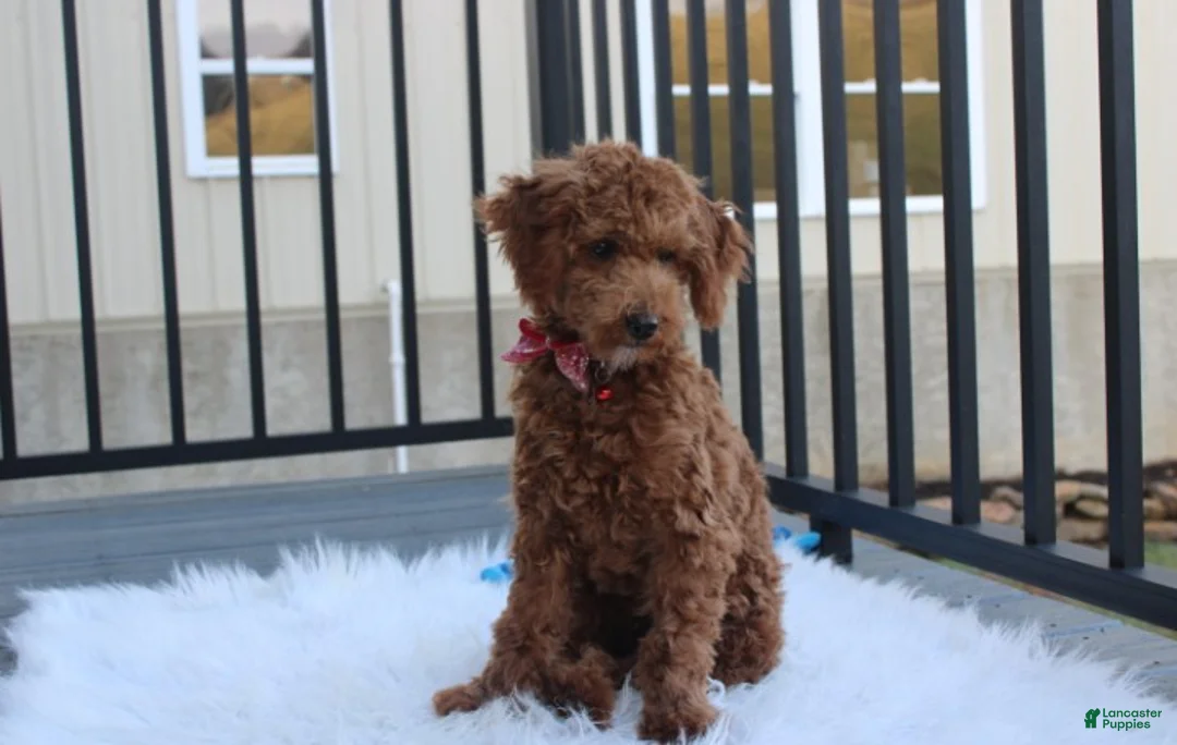 Toy Poodle dogs for sale: Patrick - Ad 2