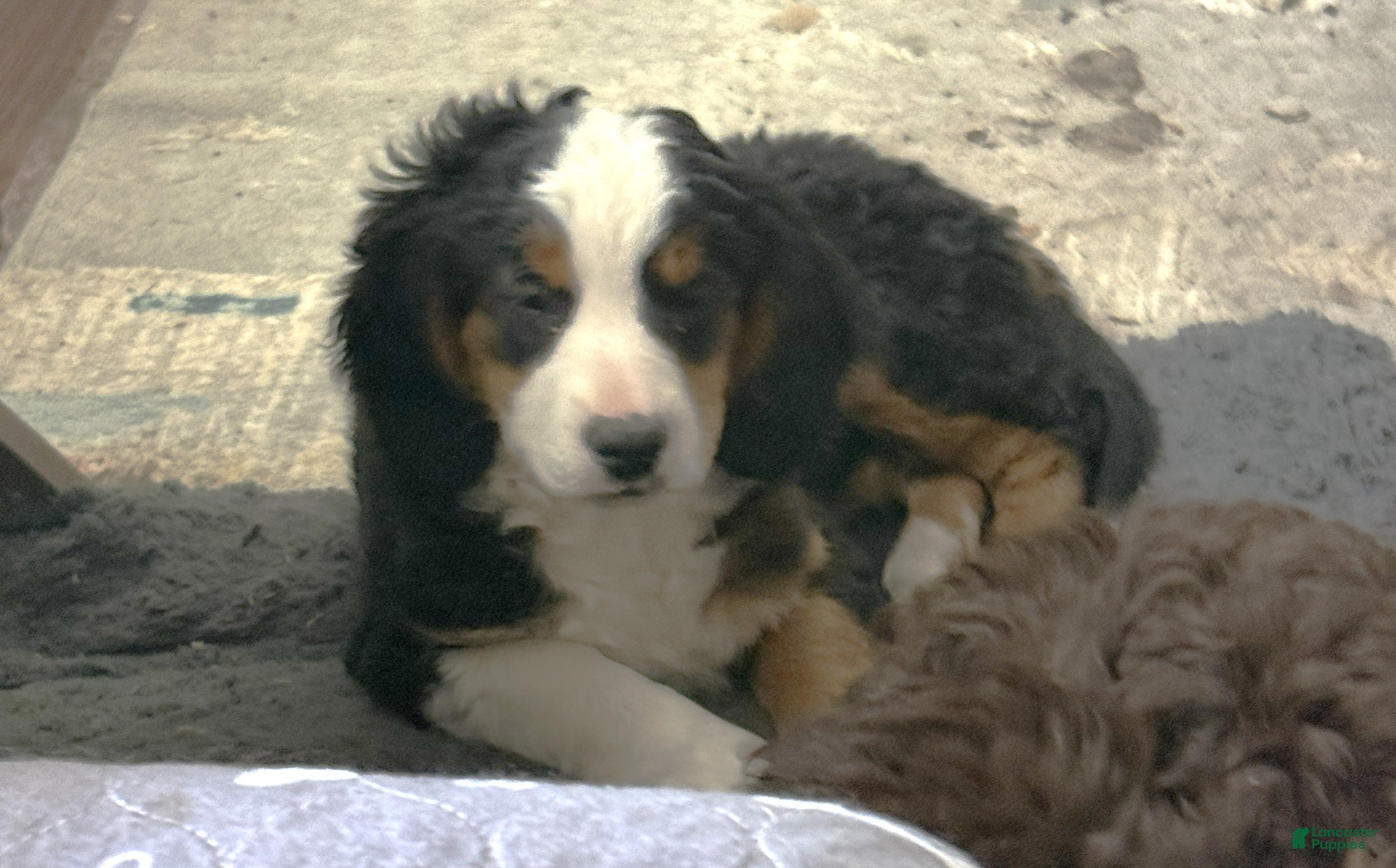 Mini Bernedoodle dogs Daphne - Ad 1