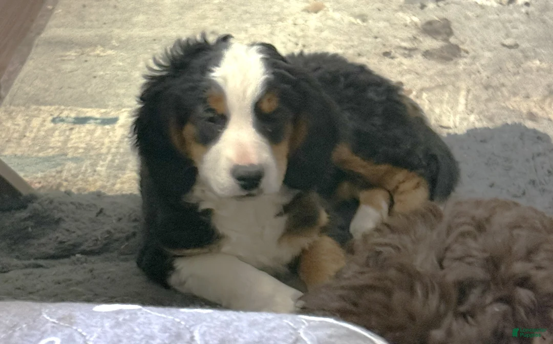 Mini Bernedoodle dogs for sale: Daphne - Ad 1