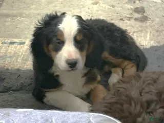 Mini Bernedoodle dogs for sale: Daphne - Ad 1