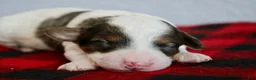 Mini Goldendoodle dogs for sale: Aliya - Ad 10