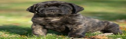 English Mastiff dogs for sale: Buddy - Ad 1